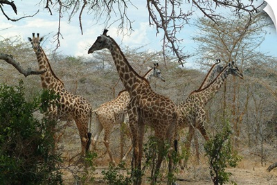 Tanzania, Selous Game Reserve, Giraffes