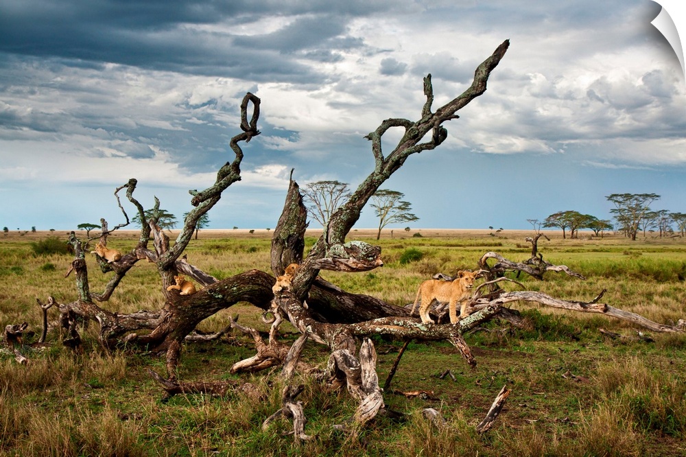 Tanzania, Serengeti National Park, A lion Pride on a tree in the Serengeti near Seronera.