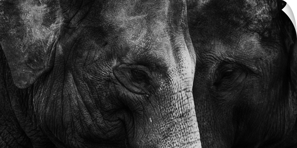 Thailand, Chaing Saen, Two Indian elephants, Anantara elephant sanctuary.