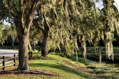 Trees With Spanish Moss