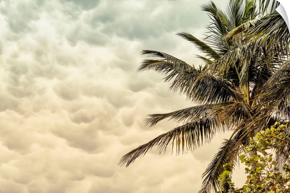 Tropical palm tree.