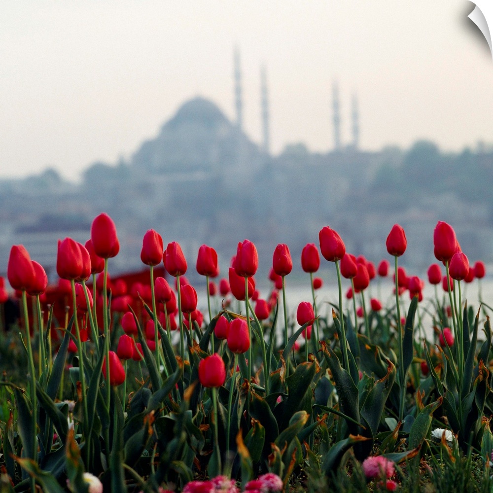 Turkey, Istanbul, Tulips and Suleymaniye mosque in background