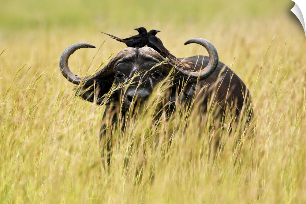 Uganda, Western, Murchison Falls National Park, Murchison Falls, A buffalo in high grass, with two crows laid on its back