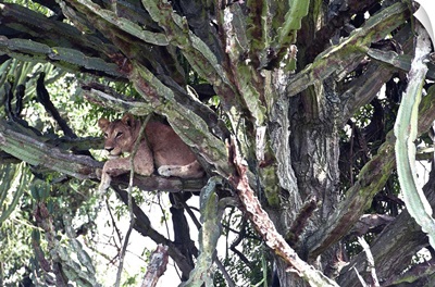 Uganda, Queen Elizabeth National Park, Tree climbing lioness resting on euphorbia tree