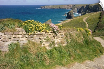 UK, England, Cornwall, Bedruthan Steps and wildflowers on the South West Coast Path