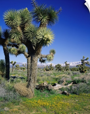 United States, California, Joshua Tree NP, Mojave Desert, Joshua tree