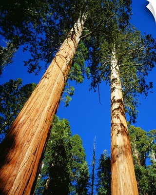United States, California, Sequoia National Park, Giant Forest