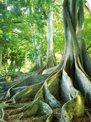 United States, Hawaii, Kauai island, Poipu Allerton Garden, giant ficus trees