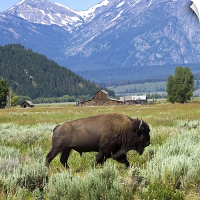 United States, USA, Wyoming, Grand Teton National Park