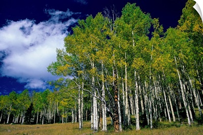 United States, Utah, Fish Lake, aspen trees