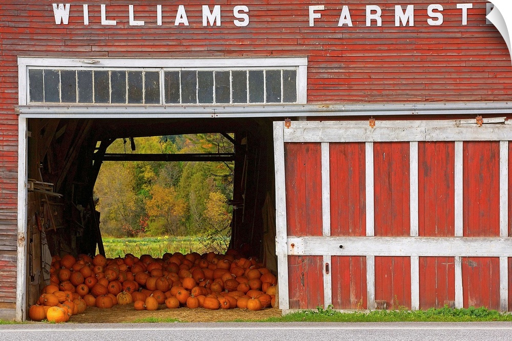 Usa.Vermont.Farm with pumpkins in the nearest of Rutland.