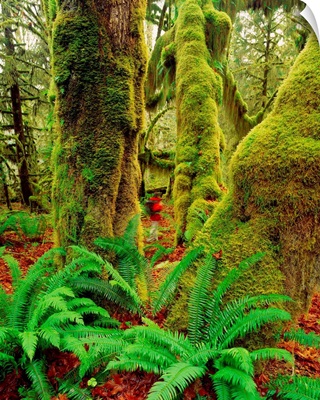 United States, Washington State, Olympic National Park , rain forest
