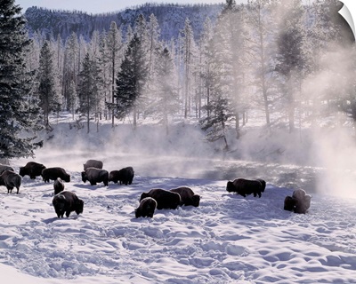 United States, Wyoming, Yellowstone NP, Madison River, buffalos
