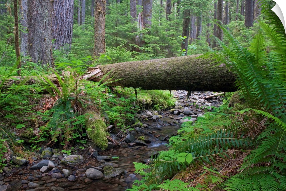 United States, USA, Washington, Olympic National Park, Pacific Northwest, Olympic Peninsula, Fallen log over creek in the ...
