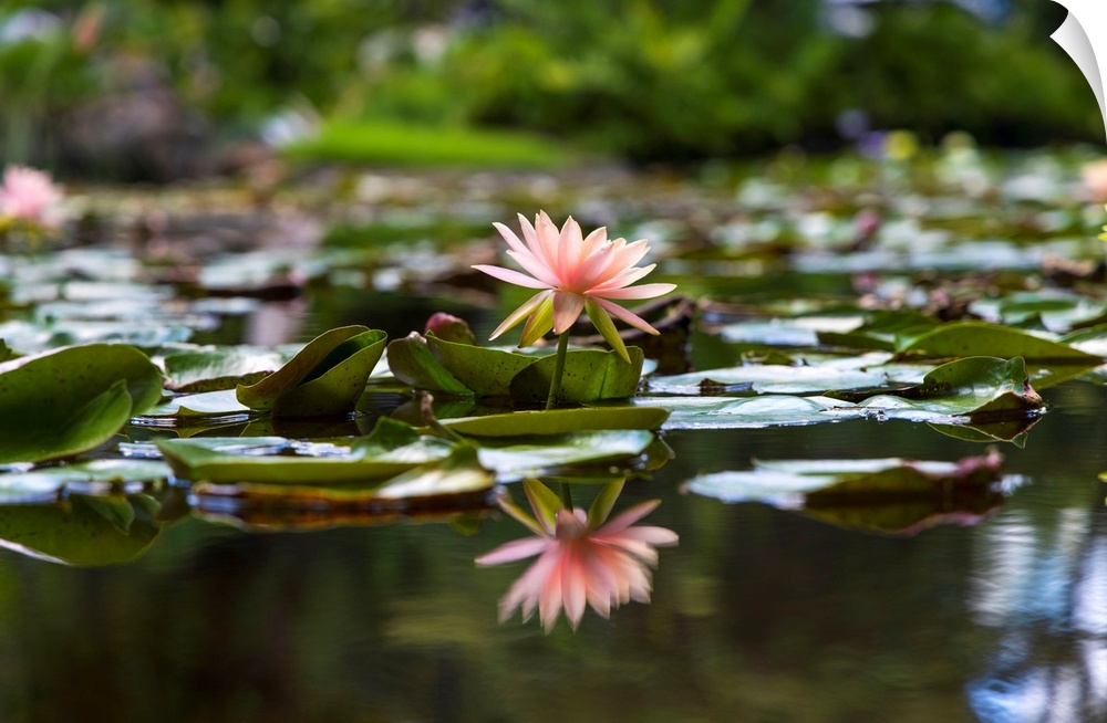 Water Lily.