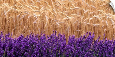 Wheat and lavender, Field of wheat and lavender
