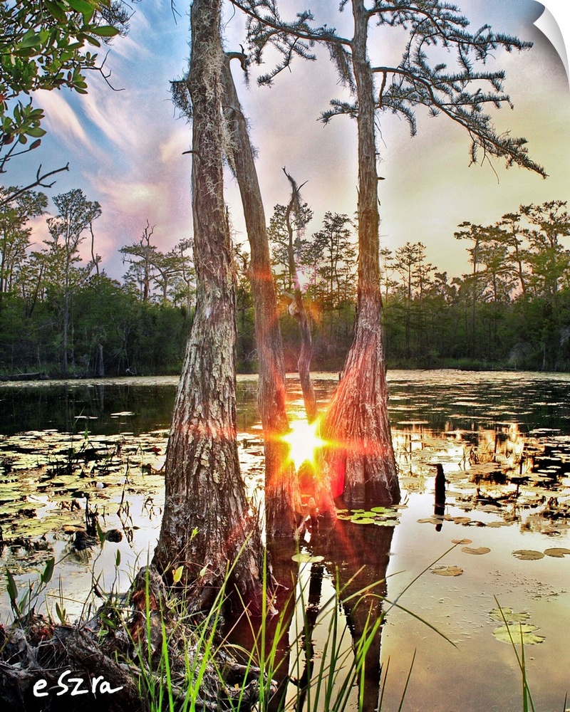 A red sun reflected in a cypress tree swamp amidst lily pads.