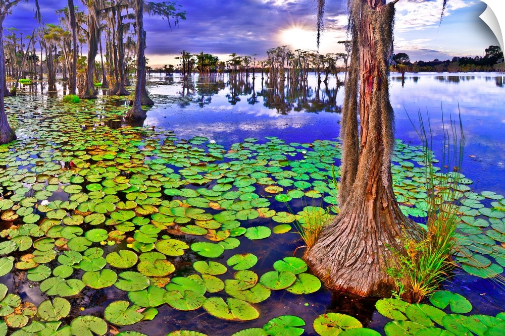 A cypress tree at sunset among green lily pads in a cypress swamp. A marshy green landscape with lily pads at sunset.