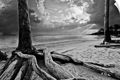 Exposed Tree Roots-Black And White Sunrays Sunset