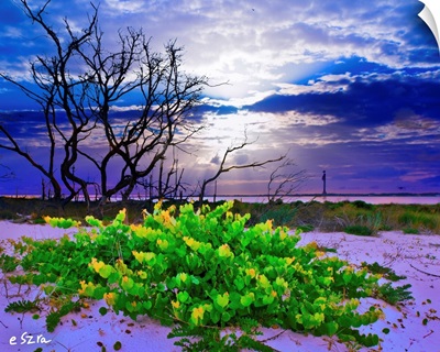 Green Landscape-Grape Vine-Blue Cloud Sunset