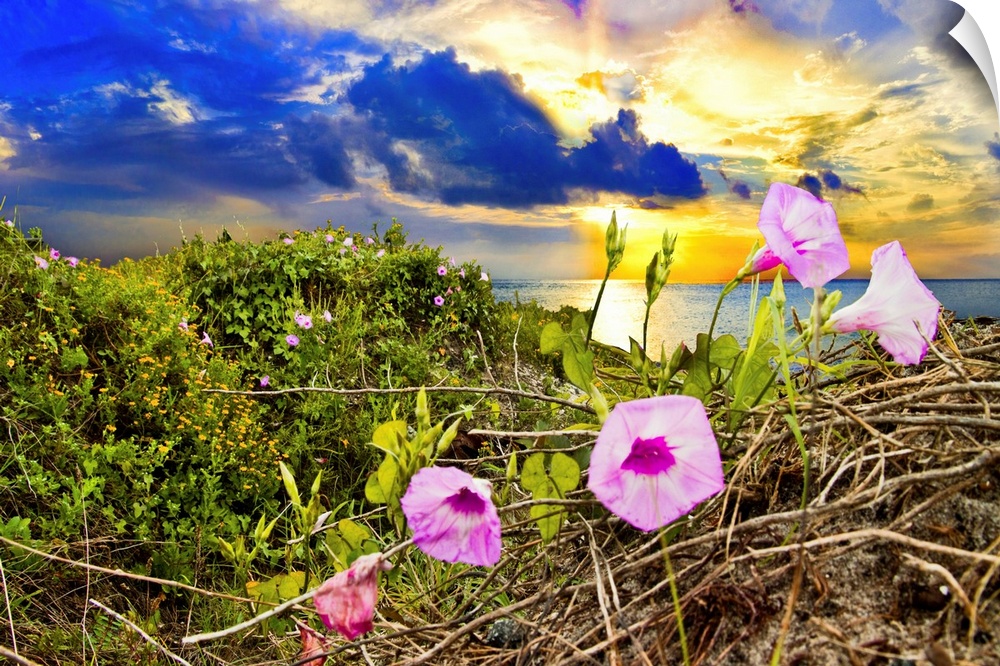 Purple morning glory in this wildflower landscape at sunrise.