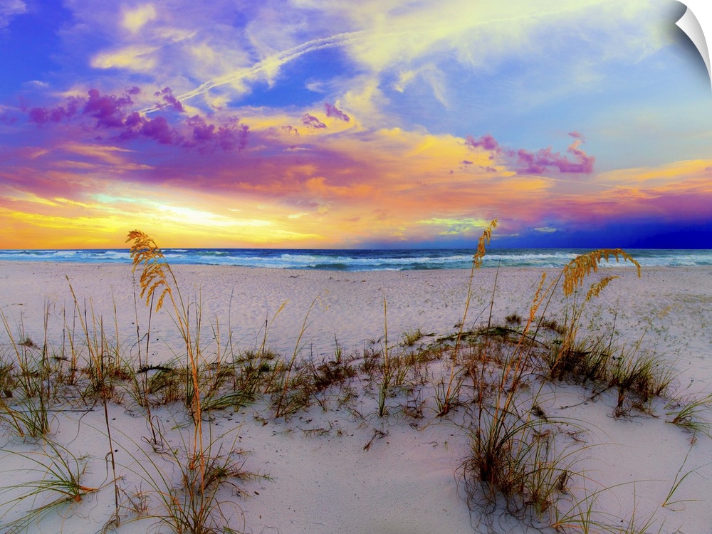 Sea Oats under a blue and Purple Sunrise on a Florida beach.  A landscape near Navarre Beach, Florida.