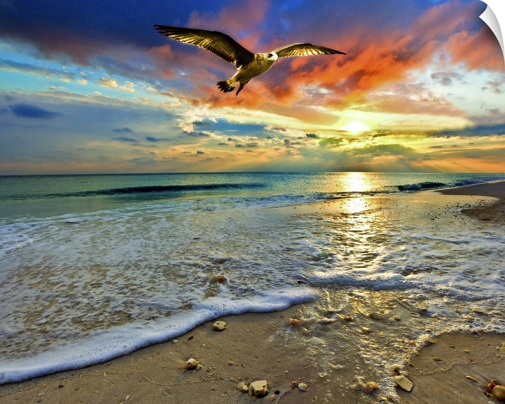 A soaring sea hawk above a sandy shell covered shore before green sea and bright red sunset. A very tranquil and relaxing ...
