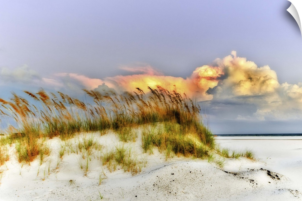 Wild sea oats grow on the dunes along the beach.  Landscape taken in Pensacola, Florida.