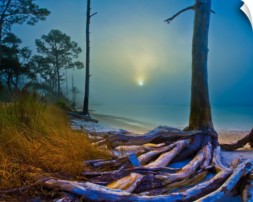 A forest by the sea with sunlight through dense fog on a beach.