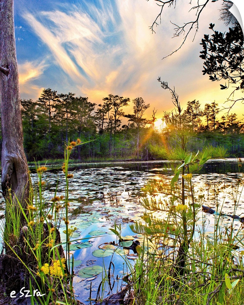 Yellow Flowers with lily pads in the swamp at sunset.