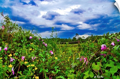Wildflower Landscape-Morning Glory Dandelion-Rain