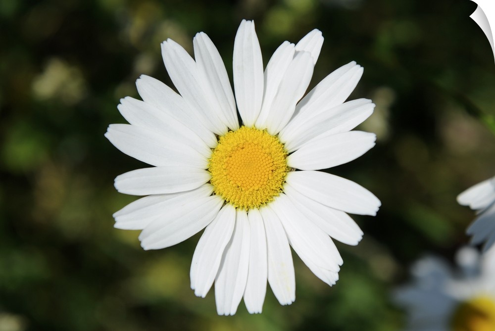 A Daisy Blossom