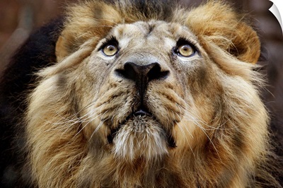 A Lion In Captivity Looking Up