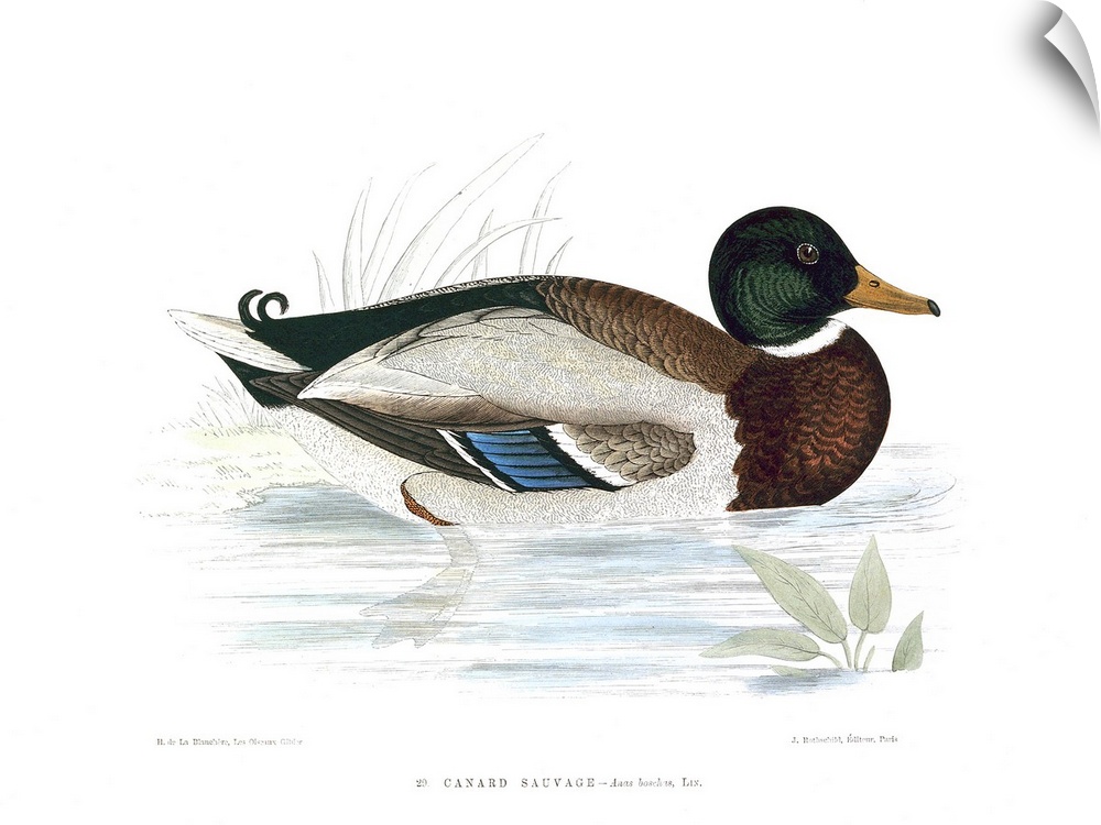 3182 , Henri de La Blanchere (1821-1880), French School. A Mallard Duck.