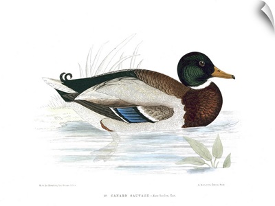 A Mallard Duck, By Henri de La Blanchere, 19th Century color engraving