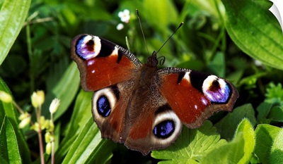 A Peacock Butterfly Sitting On Leaf In Meadow