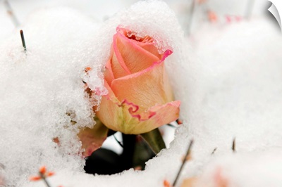 A Snowy Rose