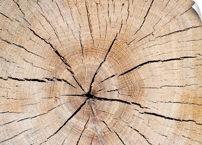 A Tree Slice With Drying Cracks And Annual Rings