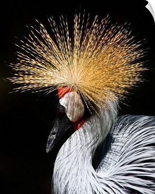A West African Crowned Crane
