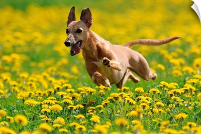A Whippet Running Through Meadow Covered In Dandelions