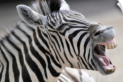A Zebra Yawning
