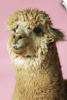 Alpaca On Pink Background, Close-Up Of Head