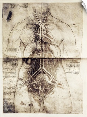 Anatomic studio drawing
