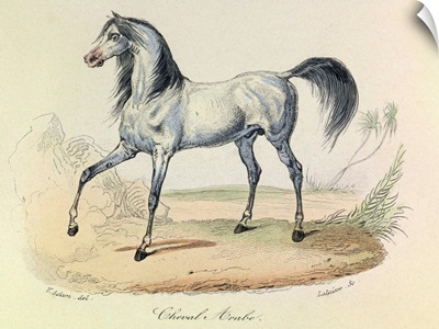 Arabian Horse, Domestic Animals, from de Buffon