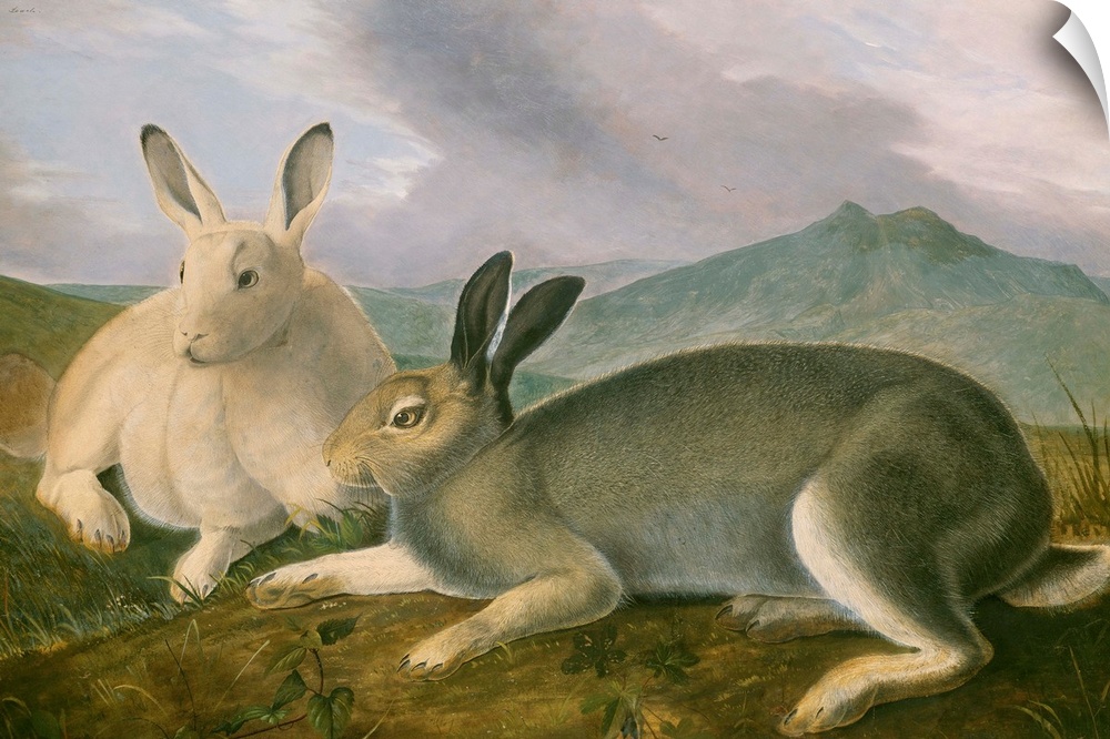 Arctic Hare, by John James Audubon, 1841, American painting, watercolor and oil paint on paper. Audubon's detailed paintin...