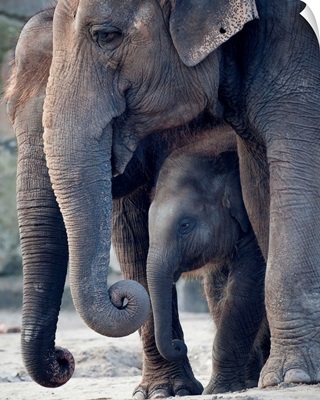 Asian Elephants With Their Baby Standing In Their Zoo Enclosure