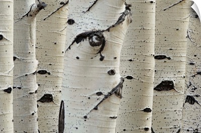 Birch Trees In Row, Close-Up Of Trunks