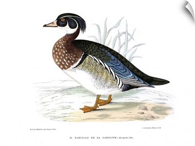 Carolina Teal Duck, By Henri de La Blanchere, 19th Century color engraving