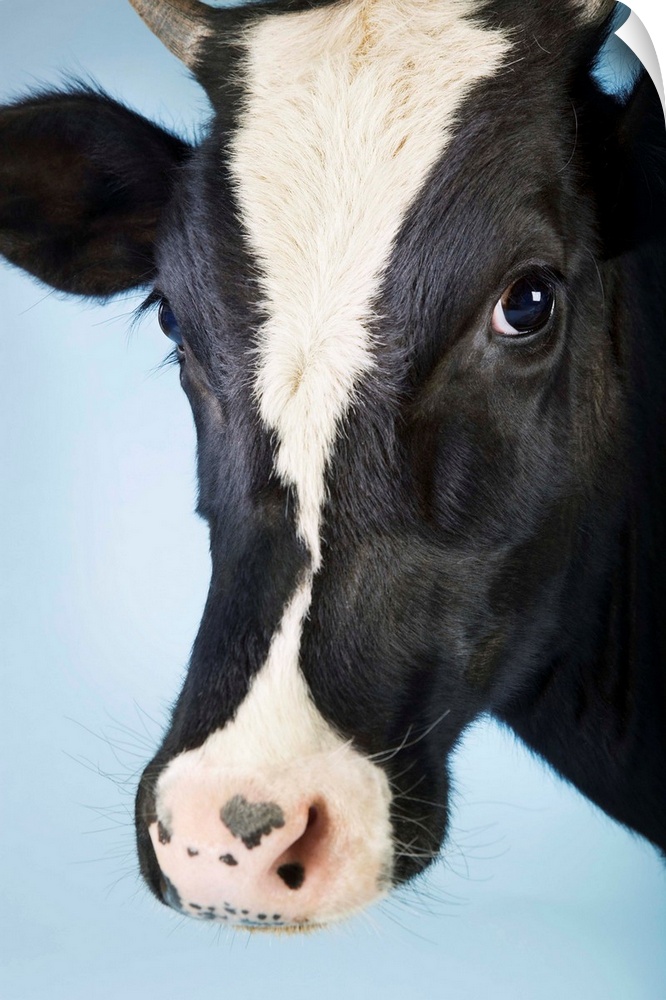 Cow Against Blue Background, Close-Up Of Head
