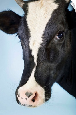Cow Against Blue Background, Close-Up Of Head